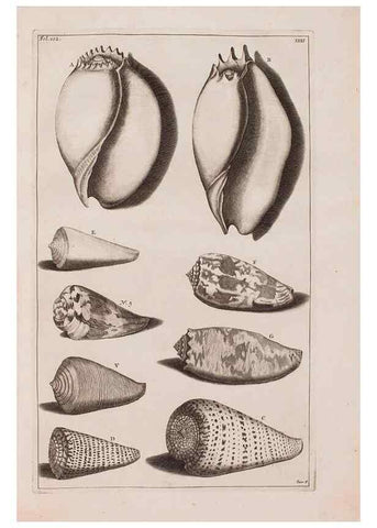 Reproducción/Reproduction 36951192161: D'Amboinsche Rariteitkamer ... :. T'Amsterdam :Gedrukt by François Halma,1705.