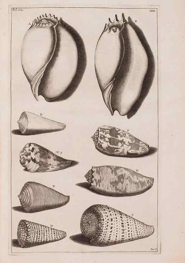Reproducción/Reproduction 36951192161: D'Amboinsche Rariteitkamer ... :. T'Amsterdam :Gedrukt by François Halma,1705.
