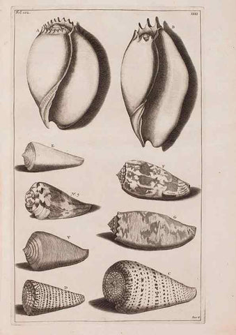 Reproducción/Reproduction 36951192161: D'Amboinsche Rariteitkamer ... :. T'Amsterdam :Gedrukt by François Halma,1705.