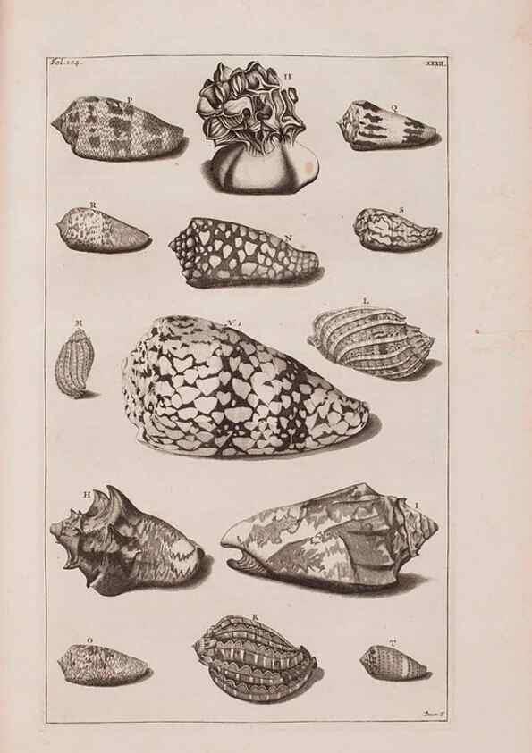 Reproducción/Reproduction 36951194121: D'Amboinsche Rariteitkamer ... :. T'Amsterdam :Gedrukt by François Halma,1705.