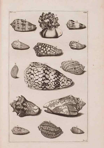 Reproducción/Reproduction 36951194121: D'Amboinsche Rariteitkamer ... :. T'Amsterdam :Gedrukt by François Halma,1705.