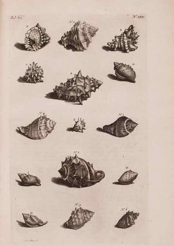 Reproducción/Reproduction 36696162900: D'Amboinsche Rariteitkamer ... :. T'Amsterdam :Gedrukt by François Halma,1705.