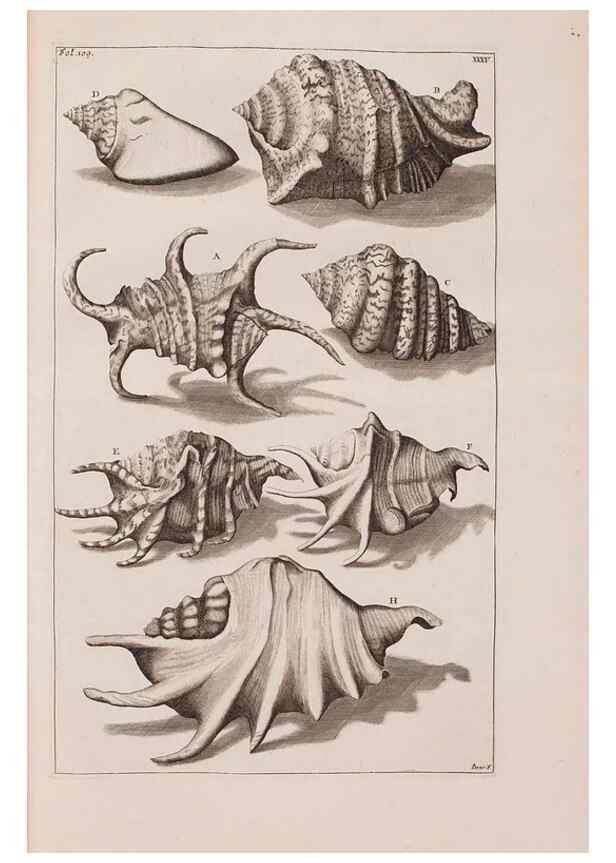 Reproducción/Reproduction 36257476484: D'Amboinsche Rariteitkamer ... :. T'Amsterdam :Gedrukt by François Halma,1705.