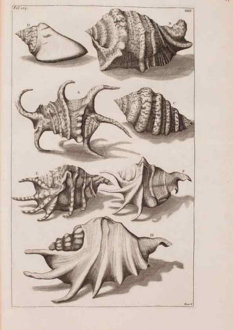 Reproducción/Reproduction 36257476484: D'Amboinsche Rariteitkamer ... :. T'Amsterdam :Gedrukt by François Halma,1705.