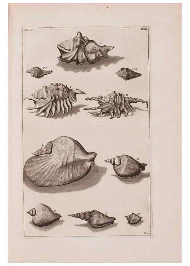 Reproducción/Reproduction 36257477824: D'Amboinsche Rariteitkamer ... :. T'Amsterdam :Gedrukt by François Halma,1705.