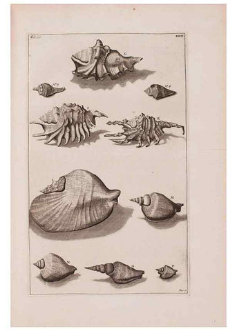 Reproducción/Reproduction 36257477824: D'Amboinsche Rariteitkamer ... :. T'Amsterdam :Gedrukt by François Halma,1705.