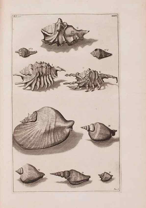 Reproducción/Reproduction 36257477824: D'Amboinsche Rariteitkamer ... :. T'Amsterdam :Gedrukt by François Halma,1705.