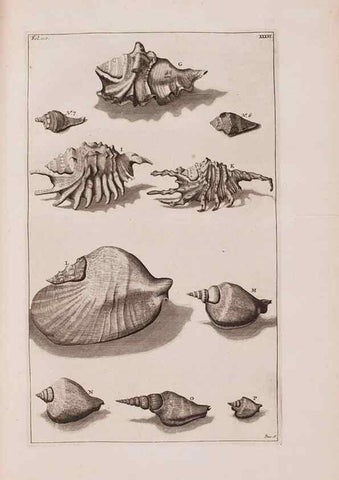 Reproducción/Reproduction 36257477824: D'Amboinsche Rariteitkamer ... :. T'Amsterdam :Gedrukt by François Halma,1705.