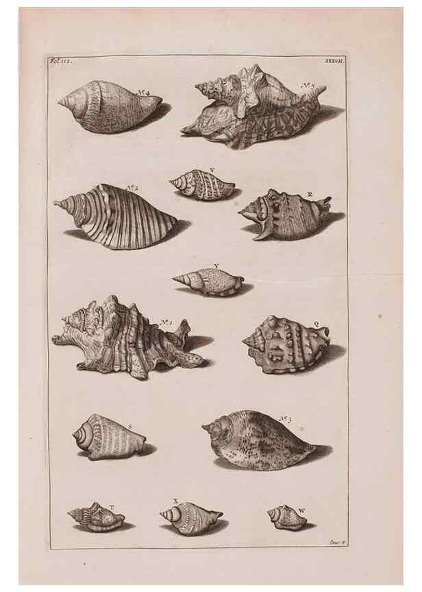 Reproducción/Reproduction 36257479374: D'Amboinsche Rariteitkamer ... :. T'Amsterdam :Gedrukt by François Halma,1705.