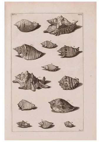 Reproducción/Reproduction 36257479374: D'Amboinsche Rariteitkamer ... :. T'Amsterdam :Gedrukt by François Halma,1705.