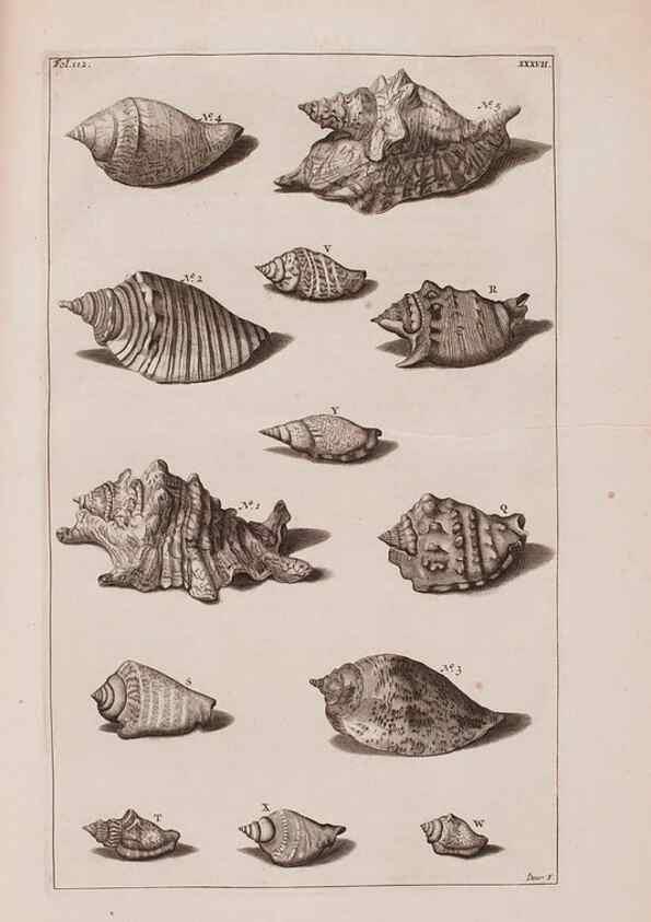 Reproducción/Reproduction 36257479374: D'Amboinsche Rariteitkamer ... :. T'Amsterdam :Gedrukt by François Halma,1705.
