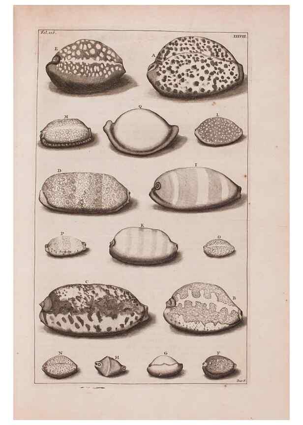 Reproducción/Reproduction 36257480434: D'Amboinsche Rariteitkamer ... :. T'Amsterdam :Gedrukt by François Halma,1705.