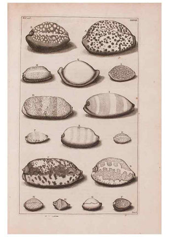 Reproducción/Reproduction 36257480434: D'Amboinsche Rariteitkamer ... :. T'Amsterdam :Gedrukt by François Halma,1705.