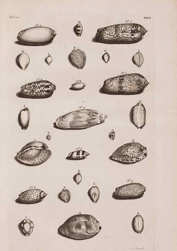 Reproducción/Reproduction 36904255736: D'Amboinsche Rariteitkamer ... :. T'Amsterdam :Gedrukt by François Halma,1705.
