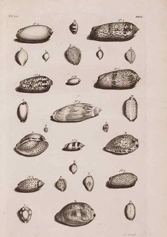 Reproducción/Reproduction 36904255736: D'Amboinsche Rariteitkamer ... :. T'Amsterdam :Gedrukt by François Halma,1705.