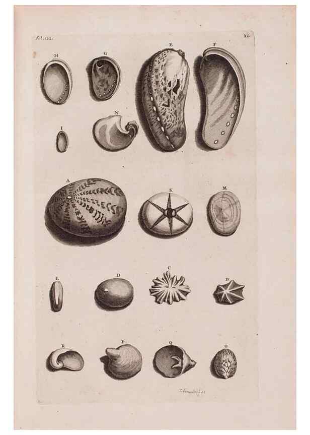 Reproducción/Reproduction 36904256426: D'Amboinsche Rariteitkamer ... :. T'Amsterdam :Gedrukt by François Halma,1705.