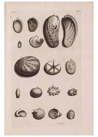 Reproducción/Reproduction 36904256426: D'Amboinsche Rariteitkamer ... :. T'Amsterdam :Gedrukt by François Halma,1705.