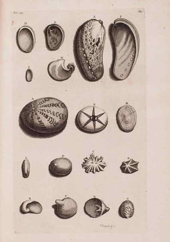 Reproducción/Reproduction 36904256426: D'Amboinsche Rariteitkamer ... :. T'Amsterdam :Gedrukt by François Halma,1705.