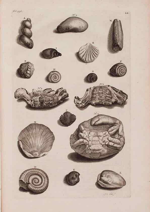 Reproducción/Reproduction 36696221700: D'Amboinsche Rariteitkamer ... :. T'Amsterdam :Gedrukt by François Halma,1705.