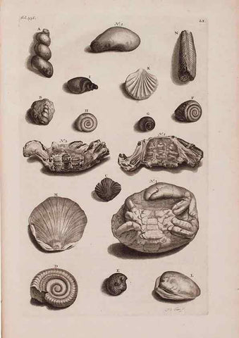 Reproducción/Reproduction 36696221700: D'Amboinsche Rariteitkamer ... :. T'Amsterdam :Gedrukt by François Halma,1705.