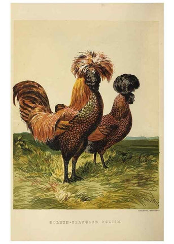 Reproducción/Reproduction 36900984526: The poultry book :. London ;G. Routledge,1867.