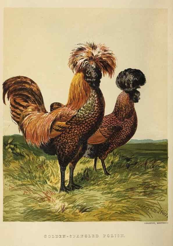 Reproducción/Reproduction 36900984526: The poultry book :. London ;G. Routledge,1867.
