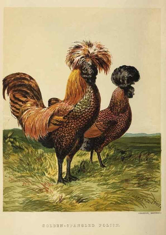 Reproducción/Reproduction 36900984526: The poultry book :. London ;G. Routledge,1867.
