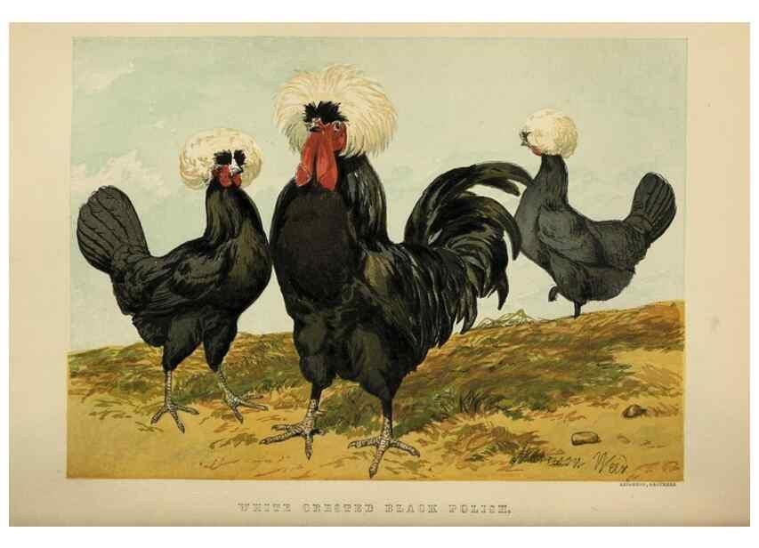 Reproducción/Reproduction 37089461365: The poultry book :. London ;G. Routledge,1867.