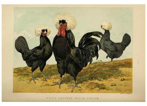 Reproducción/Reproduction 37089461365: The poultry book :. London ;G. Routledge,1867.