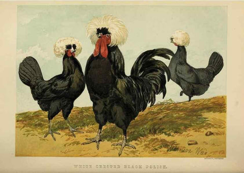 Reproducción/Reproduction 37089461365: The poultry book :. London ;G. Routledge,1867.