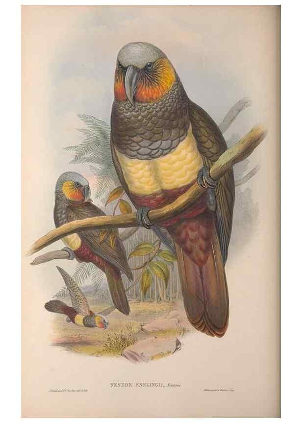 Reproducción/Reproduction 36203617653: The birds of Australia, supplement /. London :Printed by Taylor and Francis ... published by the author ...,[1851]-1869.