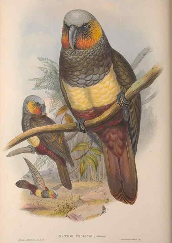 Reproducción/Reproduction 36203617653: The birds of Australia, supplement /. London :Printed by Taylor and Francis ... published by the author ...,[1851]-1869.