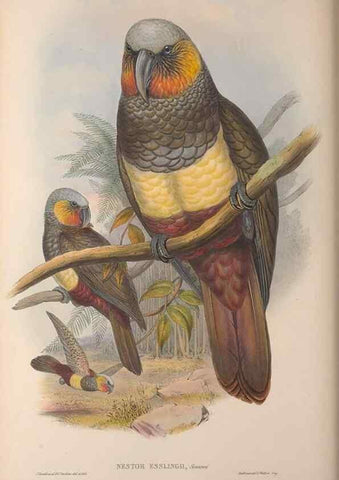 Reproducción/Reproduction 36203617653: The birds of Australia, supplement /. London :Printed by Taylor and Francis ... published by the author ...,[1851]-1869.