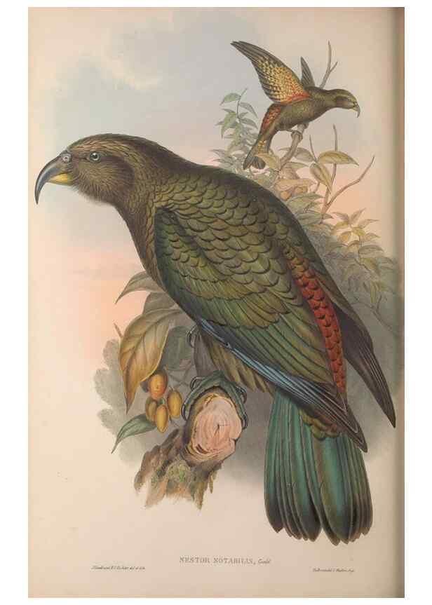 Reproducción/Reproduction 36203619593: The birds of Australia, supplement /. London :Printed by Taylor and Francis ... published by the author ...,[1851]-1869.