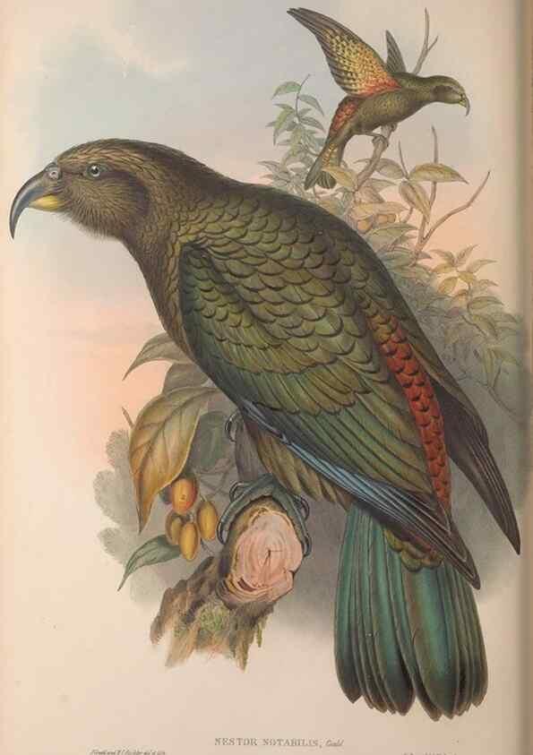 Reproducción/Reproduction 36203619593: The birds of Australia, supplement /. London :Printed by Taylor and Francis ... published by the author ...,[1851]-1869.