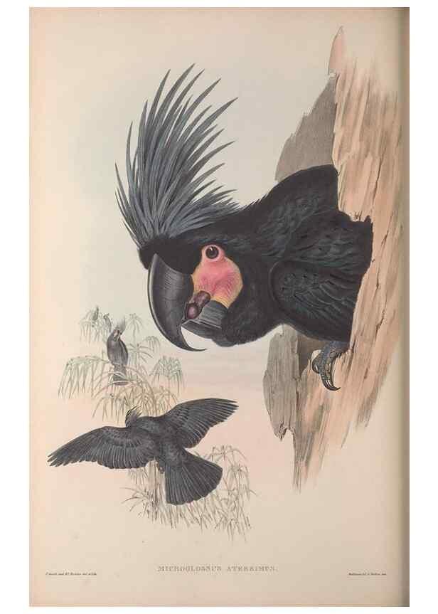Reproducción/Reproduction 36203621613: The birds of Australia, supplement /. London :Printed by Taylor and Francis ... published by the author ...,[1851]-1869.