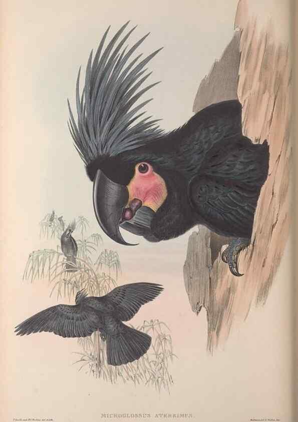 Reproducción/Reproduction 36203621613: The birds of Australia, supplement /. London :Printed by Taylor and Francis ... published by the author ...,[1851]-1869.