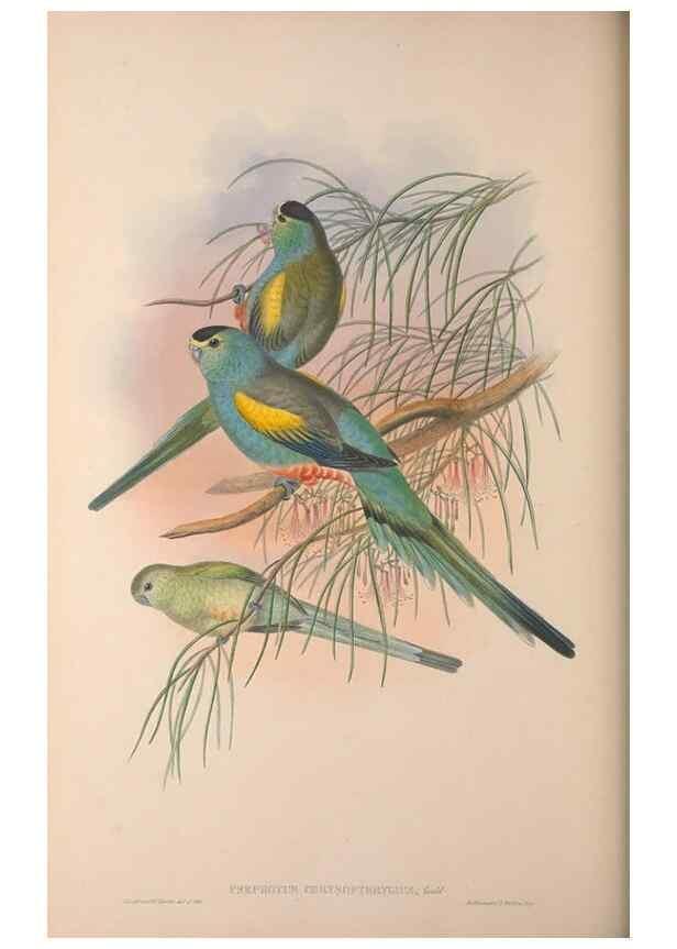 Reproducción/Reproduction 36203628643: The birds of Australia, supplement /. London :Printed by Taylor and Francis ... published by the author ...,[1851]-1869.