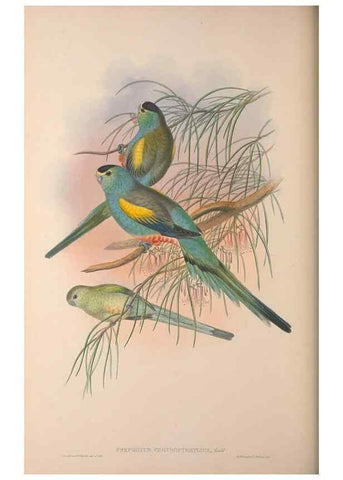 Reproducción/Reproduction 36203628643: The birds of Australia, supplement /. London :Printed by Taylor and Francis ... published by the author ...,[1851]-1869.