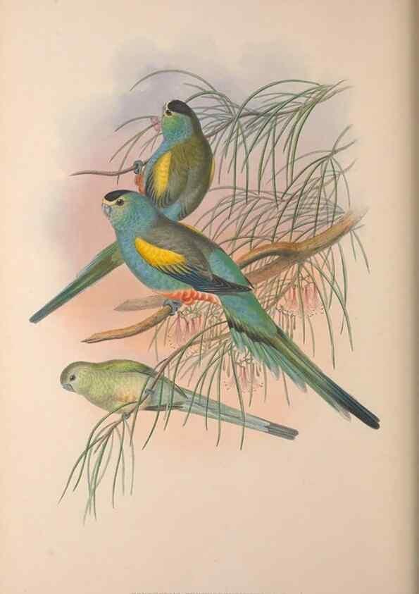 Reproducción/Reproduction 36203628643: The birds of Australia, supplement /. London :Printed by Taylor and Francis ... published by the author ...,[1851]-1869.