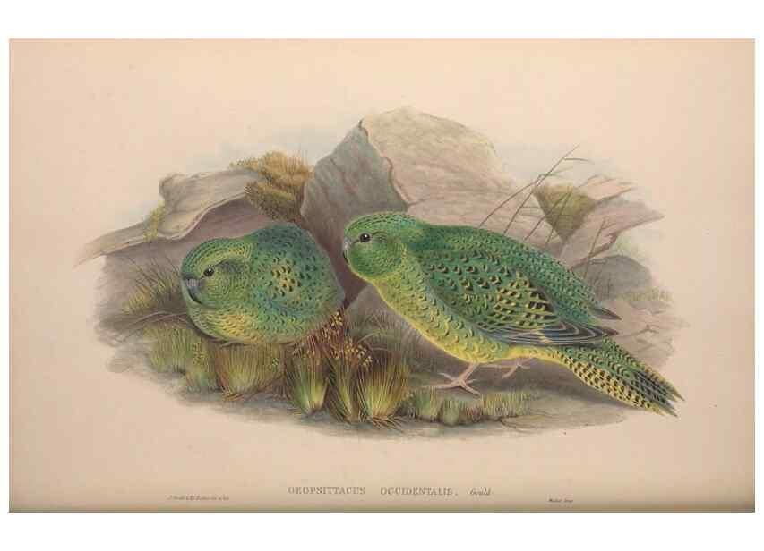 Reproducción/Reproduction 36203633623: The birds of Australia, supplement /. London :Printed by Taylor and Francis ... published by the author ...,[1851]-1869.
