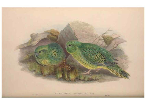 Reproducción/Reproduction 36203633623: The birds of Australia, supplement /. London :Printed by Taylor and Francis ... published by the author ...,[1851]-1869.