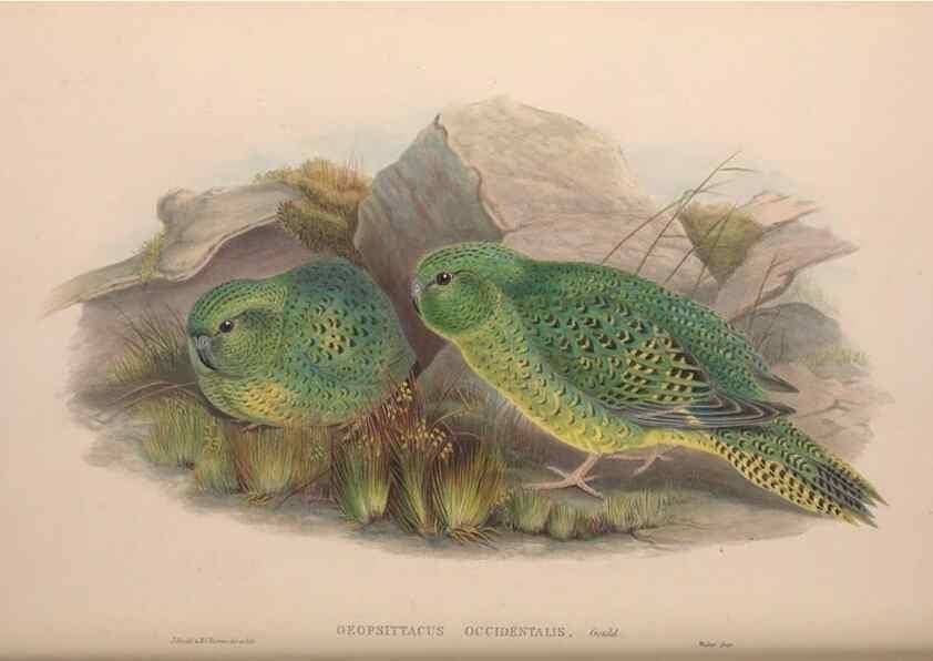 Reproducción/Reproduction 36203633623: The birds of Australia, supplement /. London :Printed by Taylor and Francis ... published by the author ...,[1851]-1869.