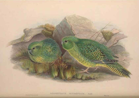 Reproducción/Reproduction 36203633623: The birds of Australia, supplement /. London :Printed by Taylor and Francis ... published by the author ...,[1851]-1869.