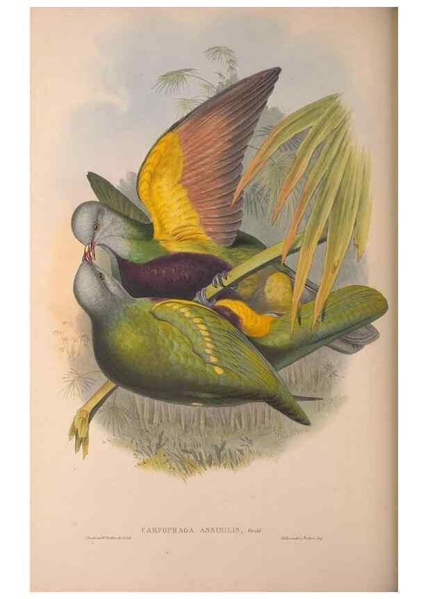 Reproducción/Reproduction 36203637393: The birds of Australia, supplement /. London :Printed by Taylor and Francis ... published by the author ...,[1851]-1869.
