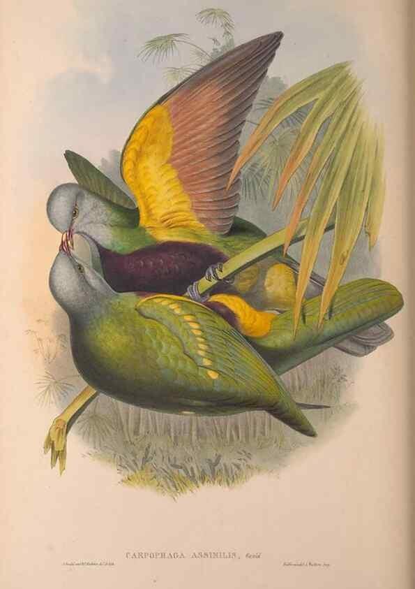 Reproducción/Reproduction 36203637393: The birds of Australia, supplement /. London :Printed by Taylor and Francis ... published by the author ...,[1851]-1869.