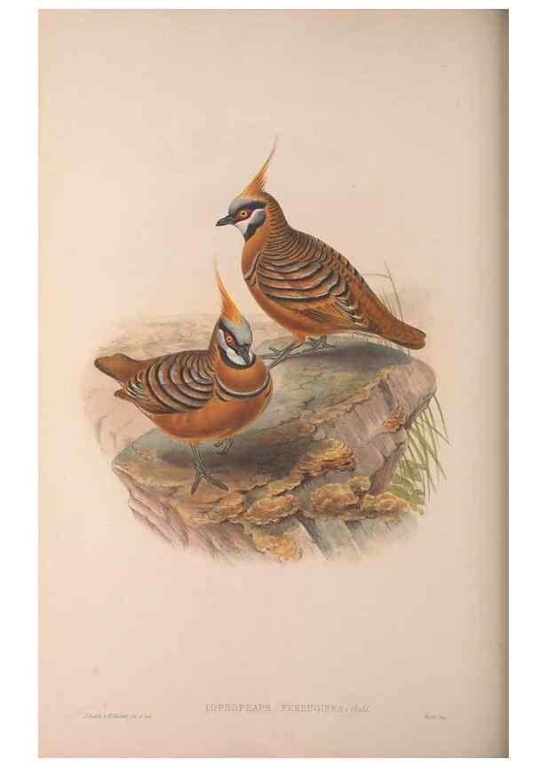 Reproducción/Reproduction 36203640173: The birds of Australia, supplement /. London :Printed by Taylor and Francis ... published by the author ...,[1851]-1869.