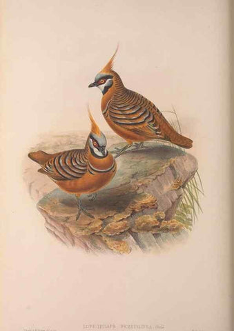 Reproducción/Reproduction 36203640173: The birds of Australia, supplement /. London :Printed by Taylor and Francis ... published by the author ...,[1851]-1869.