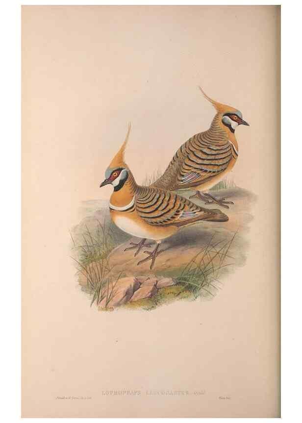 Reproducción/Reproduction 36840841682: The birds of Australia, supplement /. London :Printed by Taylor and Francis ... published by the author ...,[1851]-1869.