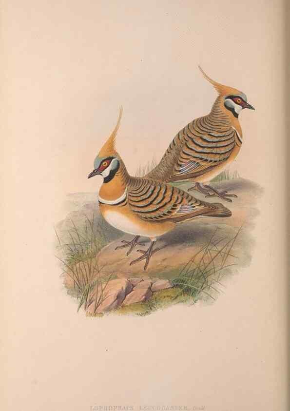 Reproducción/Reproduction 36840841682: The birds of Australia, supplement /. London :Printed by Taylor and Francis ... published by the author ...,[1851]-1869.